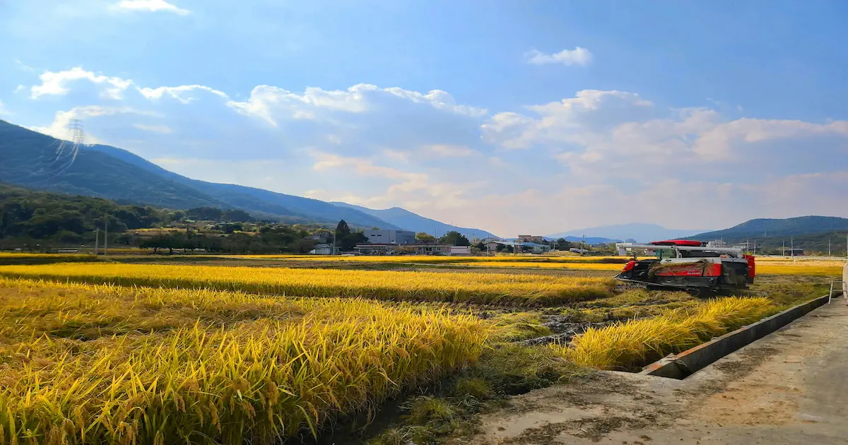 Methods for Photographing a Peaceful Rice Field Scene