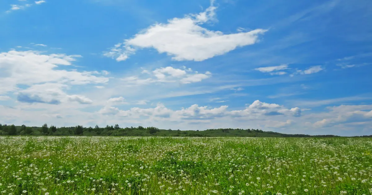 What Defines a Meadow Garden?
