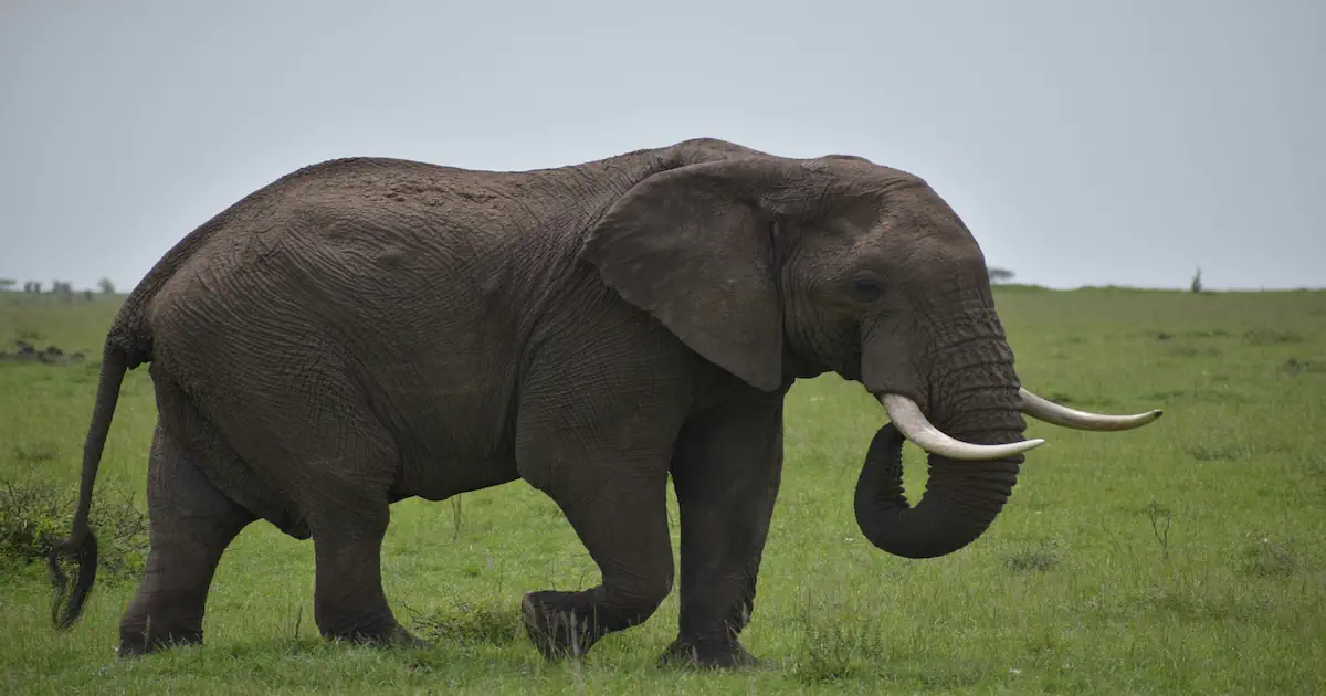 13 Fascinating Truths About Elephants