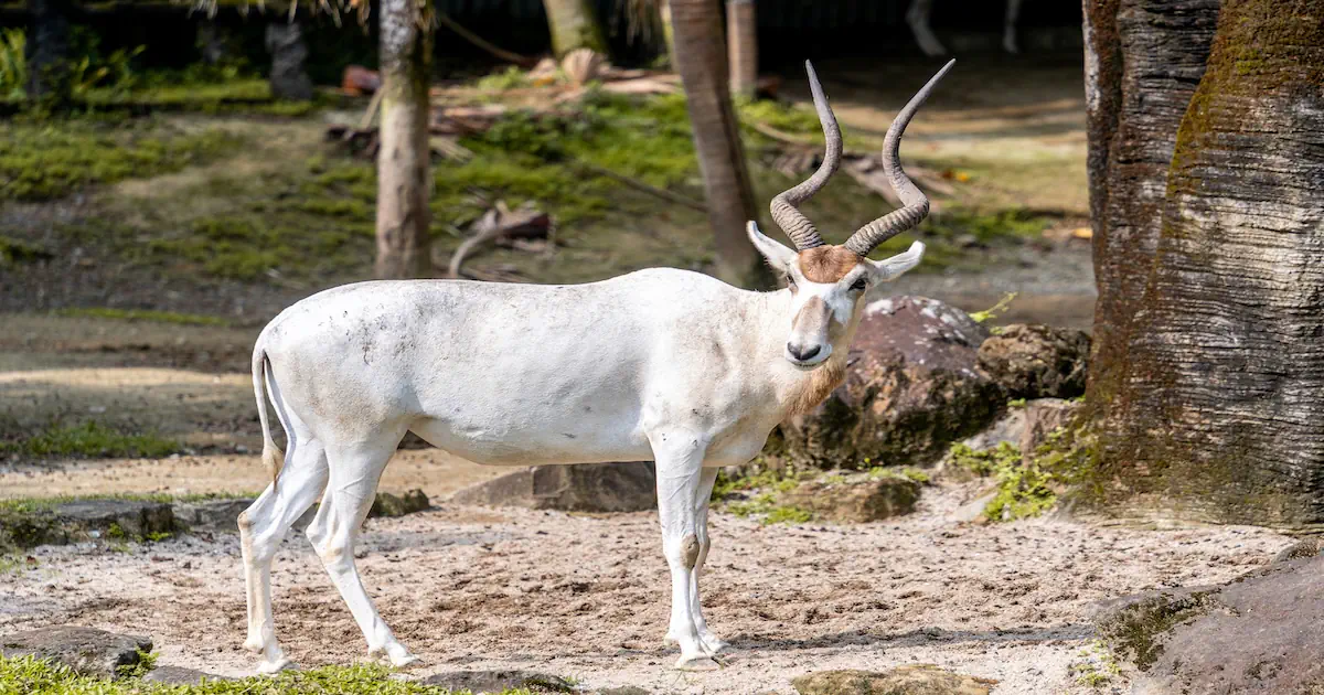 7 Intriguing Insights About Waterbucks
