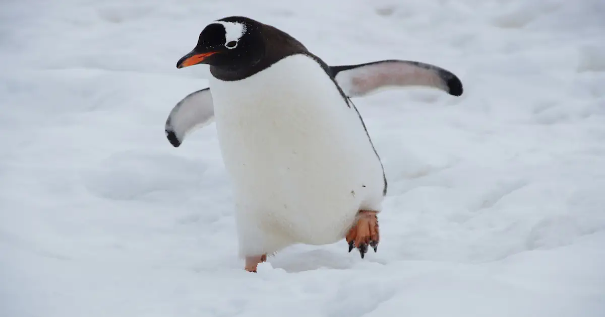 Key Information Regarding Penguins