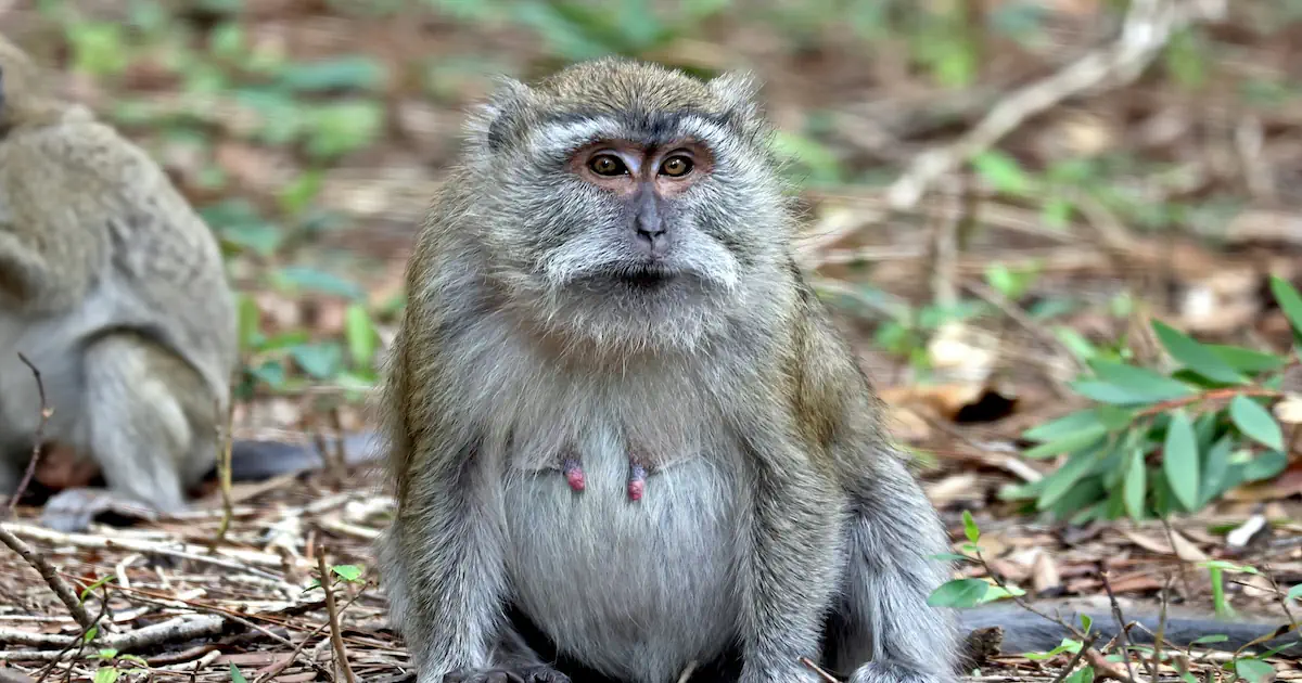 Four Essential Facts to Understand About Marmosets