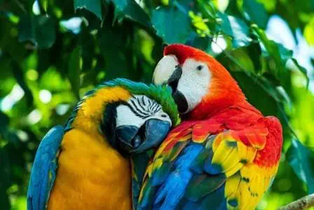 The Seven Most Vibrantly Colored Birds Across the Globe